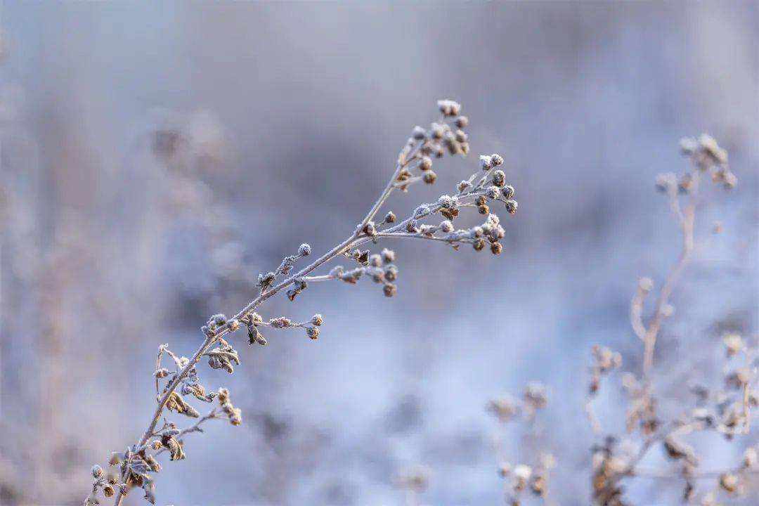 小雪 ▎冬藏萬物，歲月沉香
